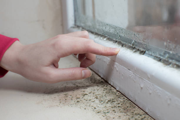 Best Airborne Mold Testing  in North Bend, NE